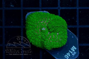 Rhodactis Green Velvet (Filter)