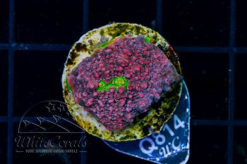 Chalice Watermelon (WCC)(Filter)