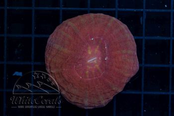 Scolymia australis Red (Filter)