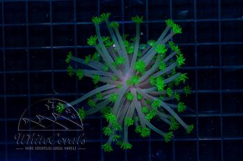 Alveopora tizardi Neon Green (WCC)(Filter)