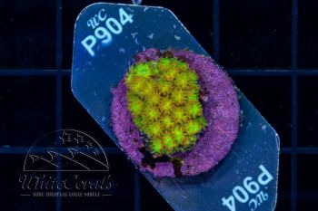 Goniopora Goldennugget (WCC)(Filter)