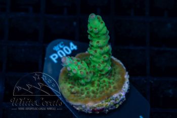 Acropora insignis Red Polyp (WCC)(Filter)