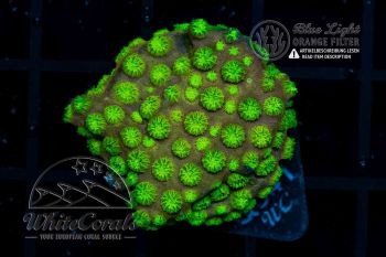 Cyphastrea Green Universe (WCC)(BSP)(Filter)