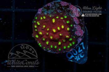Cyphastrea Green People Eater (WCC)(BSP)(Filter)