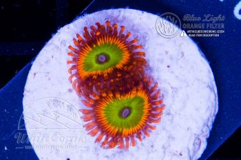 Zoanthus Rainbow Paly