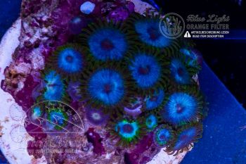 Zoanthus Deepwater Blue