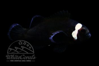 Amphiprion ocellaris - Domino Clownfisch