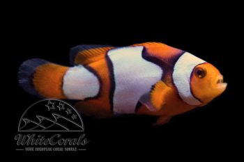 Amphiprion percula - Picasso Clownfisch