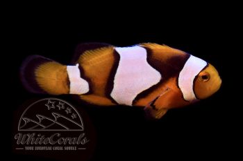Amphiprion percula - Picasso Clownfish