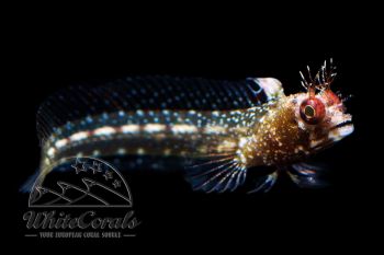 Acanthemblemaria spinosa - Hechtschleimfisch