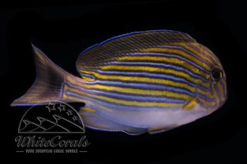 Acanthurus lineatus - Blaustreifen Doktorfisch