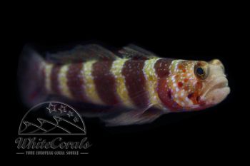 Amblyeleotris wheeleri - Wheeler's Shrimp Goby
