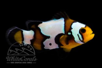 Amphiprion ocellaris - Black Ice Snowflake Clownfisch