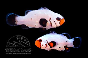 Amphiprion ocellaris - Frostbite Clownfisch (Paar)