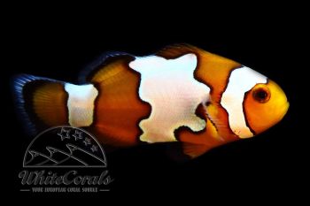 Amphiprion ocellaris - Snowflake Clownfisch