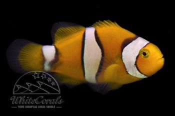 Amphiprion percula - Trauerband-Anemonenfisch