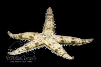 Archaster angulatus - Sand Sifting Sea Star