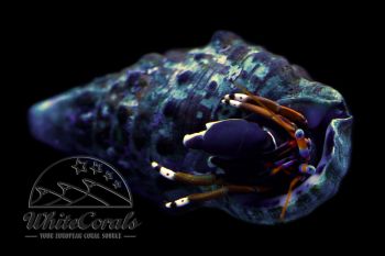 Calcinus laevimanus - Hermit Crab