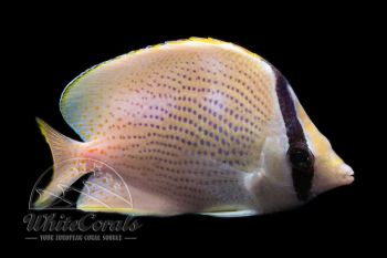 Chaetodon citrinellus - Punktierter Falterfisch