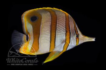 Chelmon rostratus - Orangebinden Pinzettfisch
