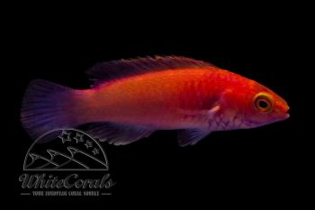 Cirrhilabrus rubrisquamis - Rosaschuppen-Zwerglippfisch