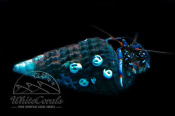 Clibanarius tricolor - Blueleg Hermit Crab