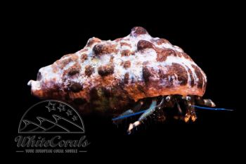 Clibanarius sp. - Hermit Crab (various species)