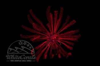 Comanthus sp. - Reddish Feather Star