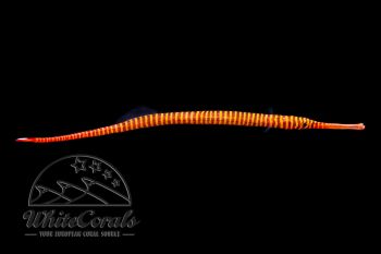 Dunckerocampus pessuliferus - Sulu-Seenadel