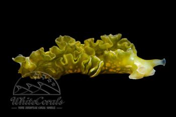 Elysia (Tridachia) crispata - Lettuce Sea Slug (Algae Eater)