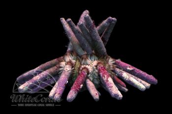 Eucidaris tribuloides - Slate Pencil Urchin