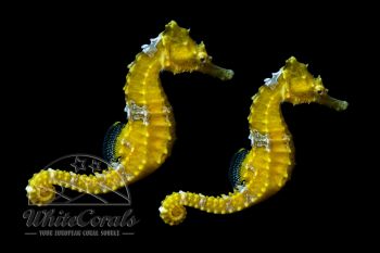 Hippocampus erectus - Yellow Seahorse DNZ (Pair)