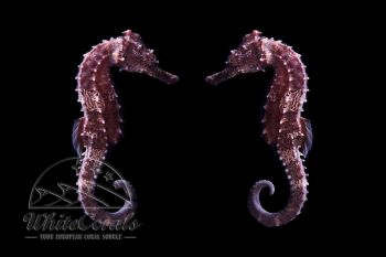 Hippocampus erectus - Seepferdchen - DNZ (Paar)