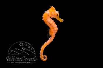 Hippocampus kuda - Oranges Seepferdchen