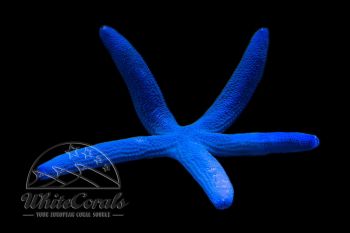 Linckia laevigata - Blue Starfish