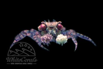 Lybia tesselata - Pom Pom Crab
