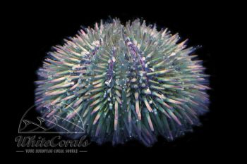 Lytechinus variegatus - Purple Urchin