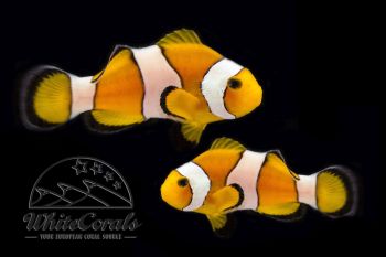 Amphiprion ocellaris - Falscher Clown-Anemonenfisch (Paar)