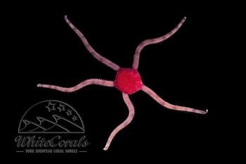 Ophioderma sp. - Serpent Sea Star