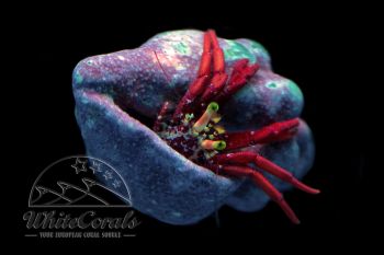 Paguristes cadenati - Red Reef Hermit