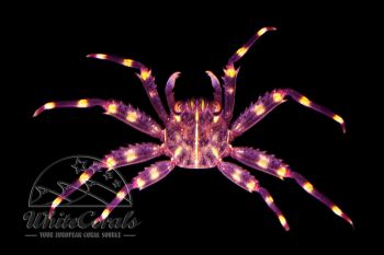 Percnon sp. - Sally Lightfoot Crab