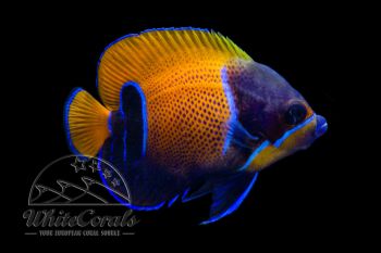 Pomacanthus navarchus - Traumkaiserfisch (Adult)