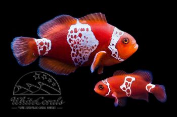 Premnas biaculeatus - Lightning Maroon Clownfish - Pair
