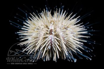 Pseudoboletia indiana - Indian Sea Urchin