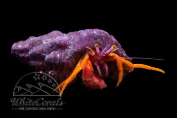 Pylopaguropsis speciosa - Spoon-Clawed Hermit Crab