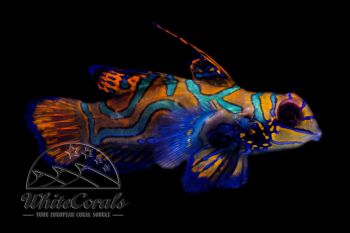 Synchiropus splendidus - Mandarin-Leierfisch (Männchen)