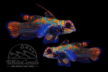 Synchiropus splendidus - Mandarin Leierfisch (Paar)