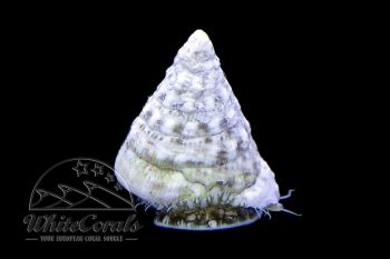 Tectus sp. - Pyramid Algae Snail
