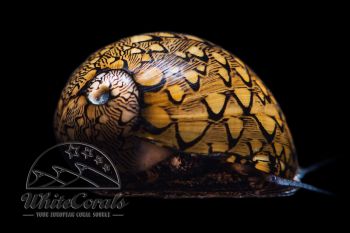 Vitta virginea - Cayo Lago Snail