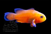 Amphiprion ocellaris - Naked Clownfisch